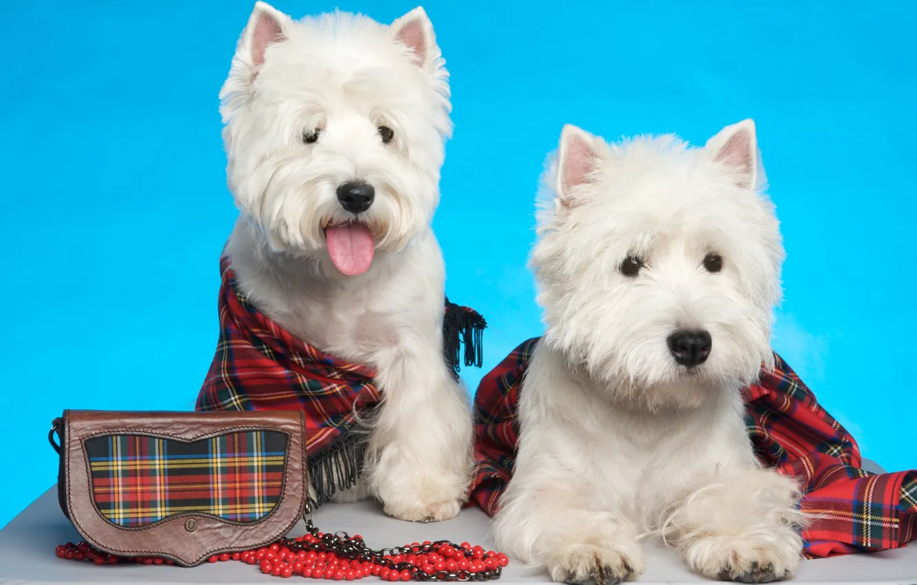 Photo wallpaper white, puppy, York, tartan