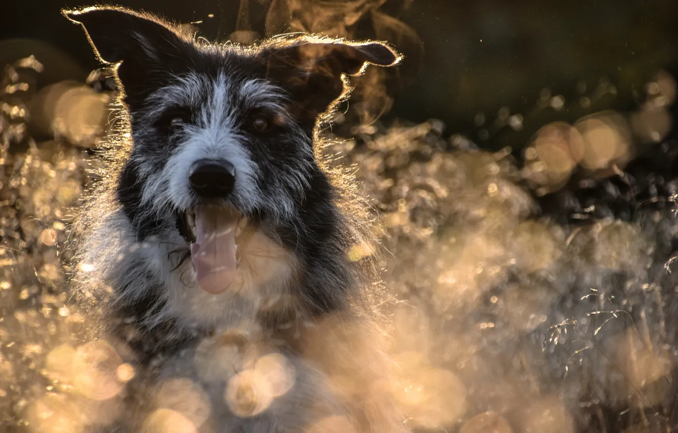 Photo wallpaper language, face, dog, bokeh