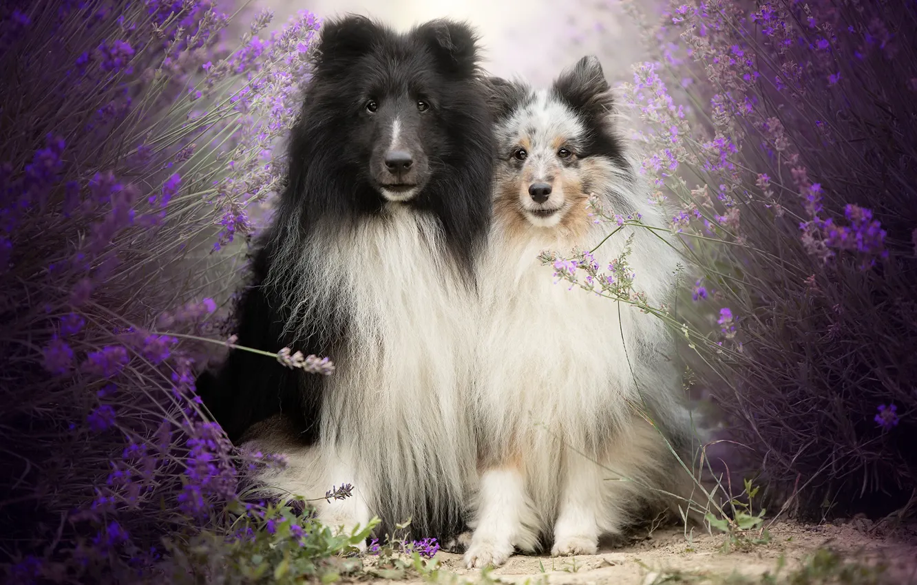 Photo wallpaper dogs, friends, lavender