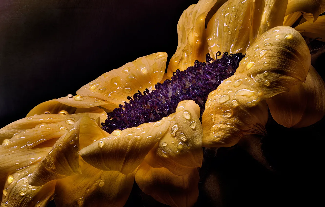 Photo wallpaper water, drops, macro, sunflowers, flowers, yellow, the dark background, treatment