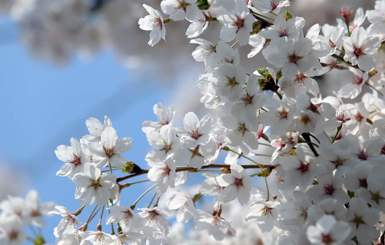 Photo wallpaper the sky, light, flowers, branches, cherry, spring, Sakura, white