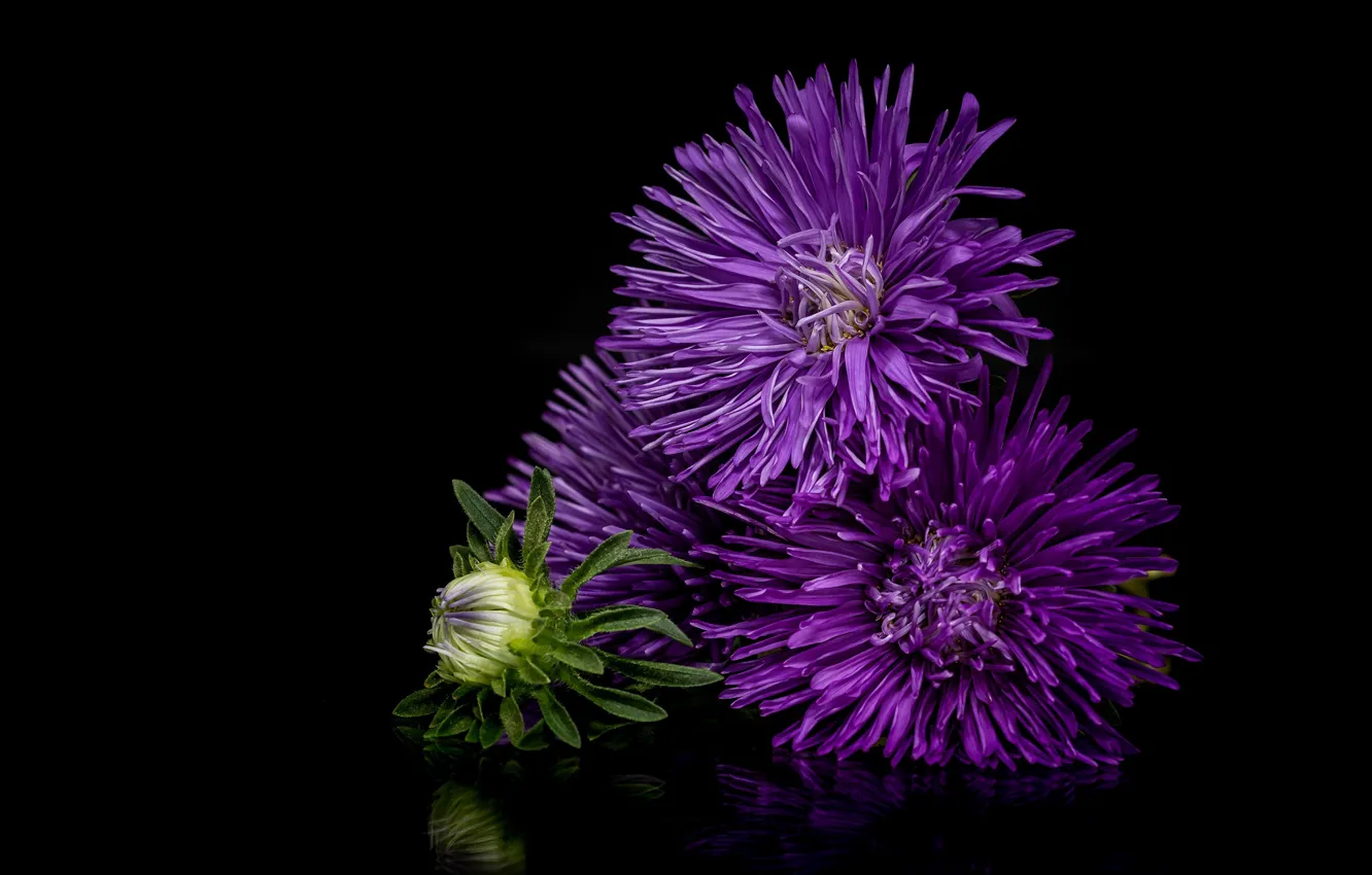 Photo wallpaper purple, macro, reflection, asters