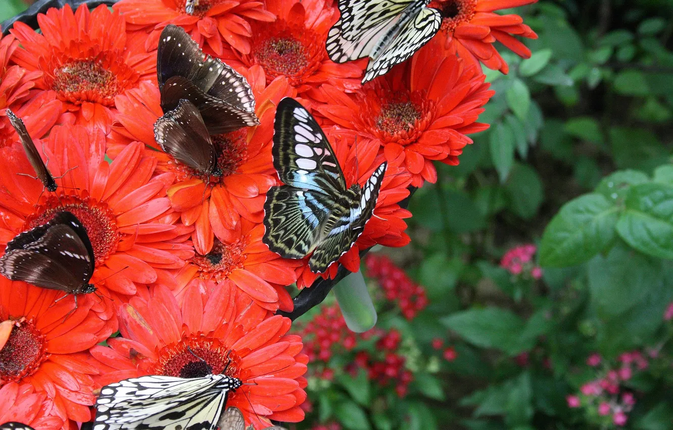 Photo wallpaper flowers, macro, butterfly, wings, beautiful, closeup