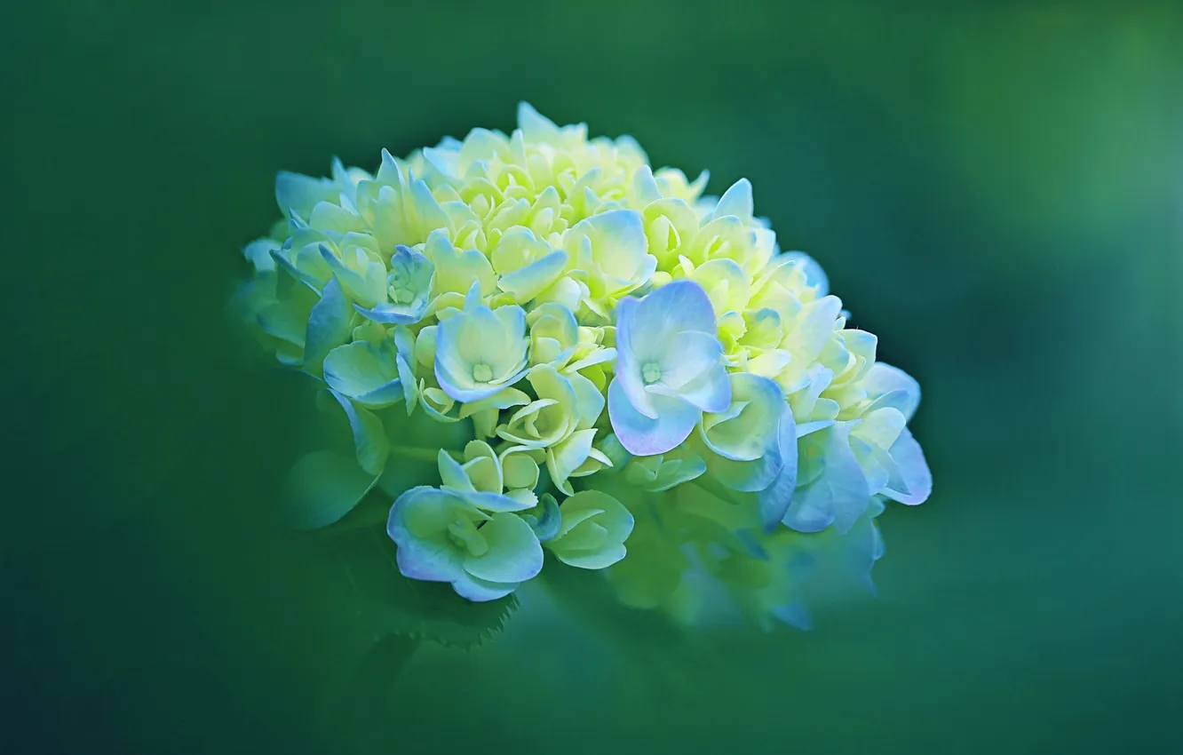 Photo wallpaper nature, bouquet, petals