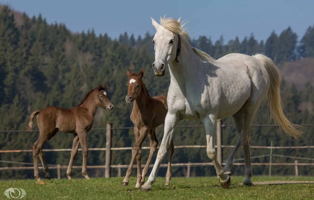 Photo wallpaper summer, horse, horse, family, running, mane, trio, corral