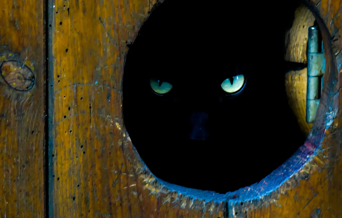 Photo wallpaper eyes, cat, look, Kote, loophole