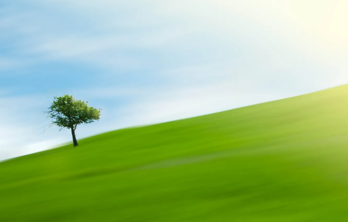 Photo wallpaper field, trees, One Tree Hill