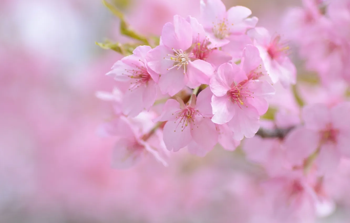 Photo wallpaper cherry, pink, tenderness, spring, Sakura