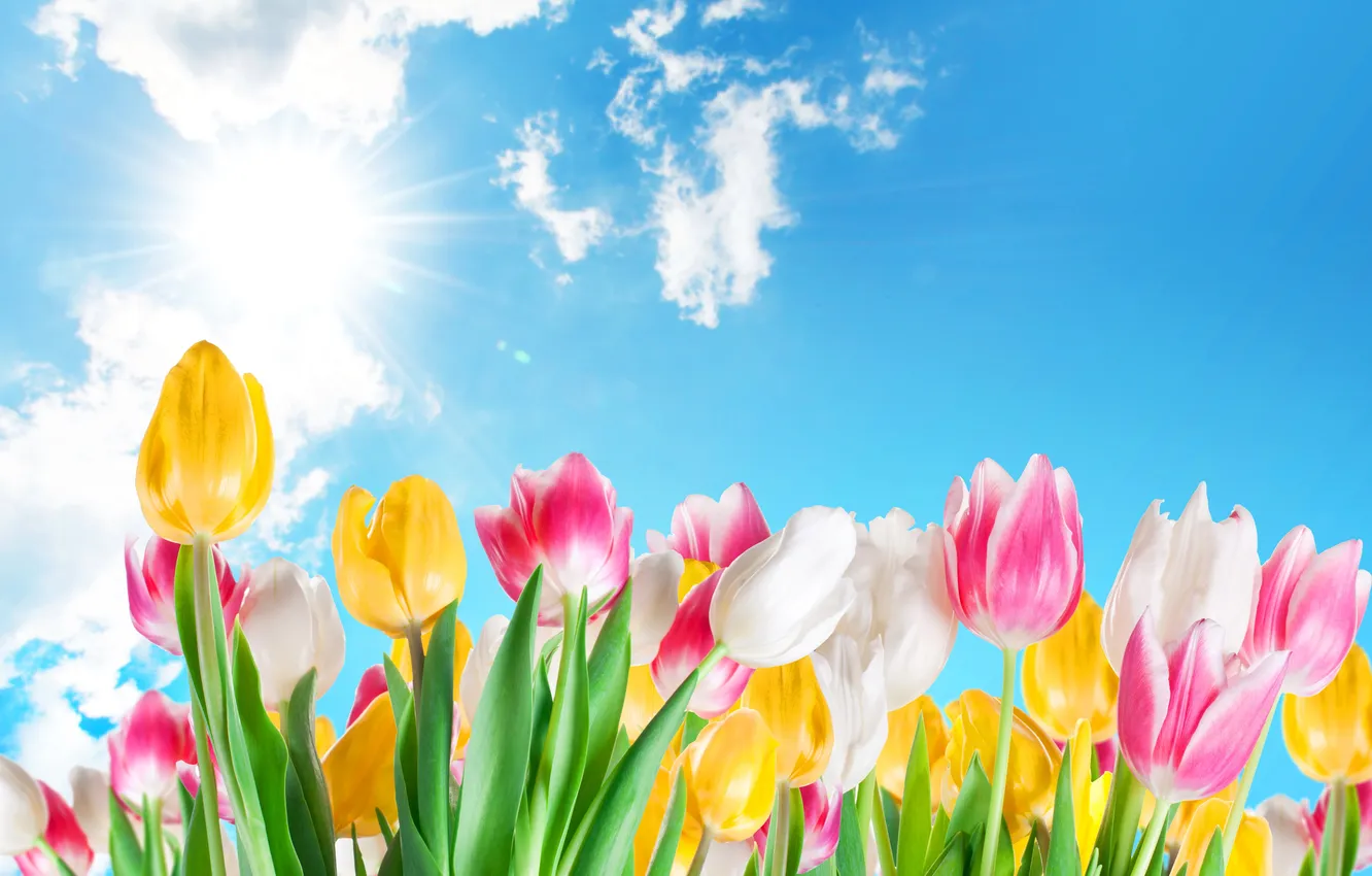Photo wallpaper the sky, the sun, spring, yellow, tulips, pink