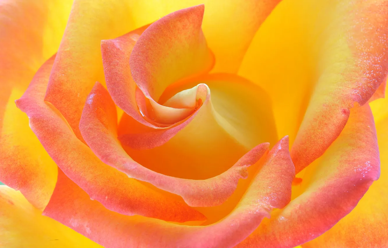 Photo wallpaper macro, flowers, background, color, roses