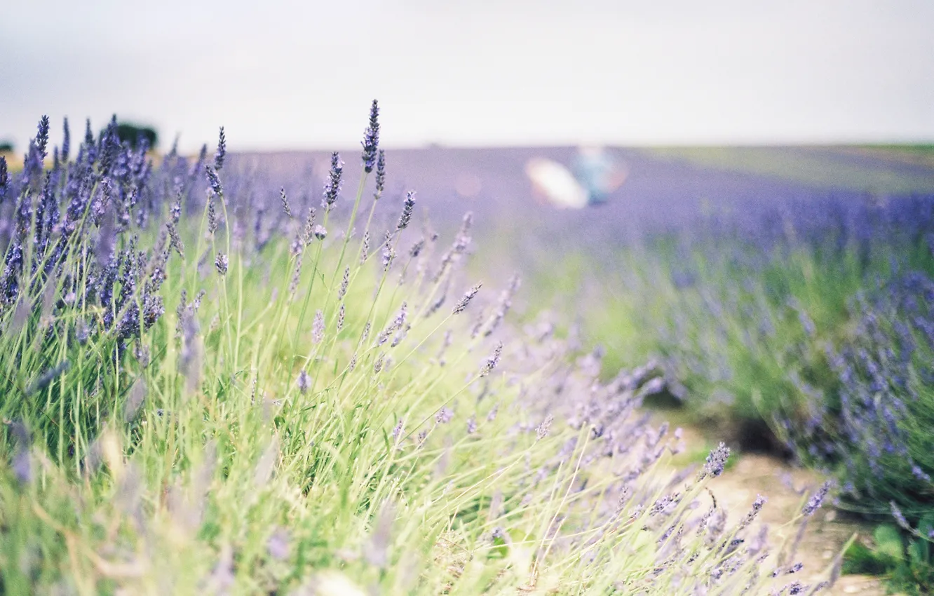 Photo wallpaper greens, field, flowers, background, widescreen, Wallpaper, plant, wallpaper