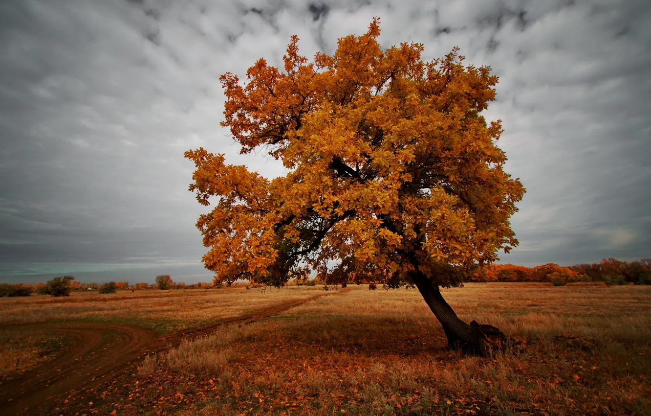 Photo wallpaper field, autumn, trees, landscape, nature