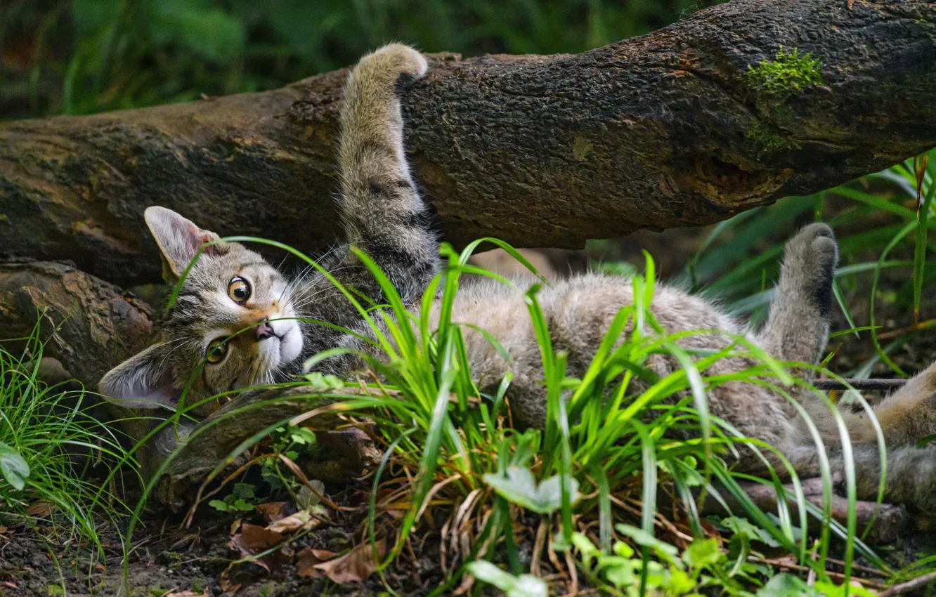 Photo wallpaper grass, trees, pose, wild cat