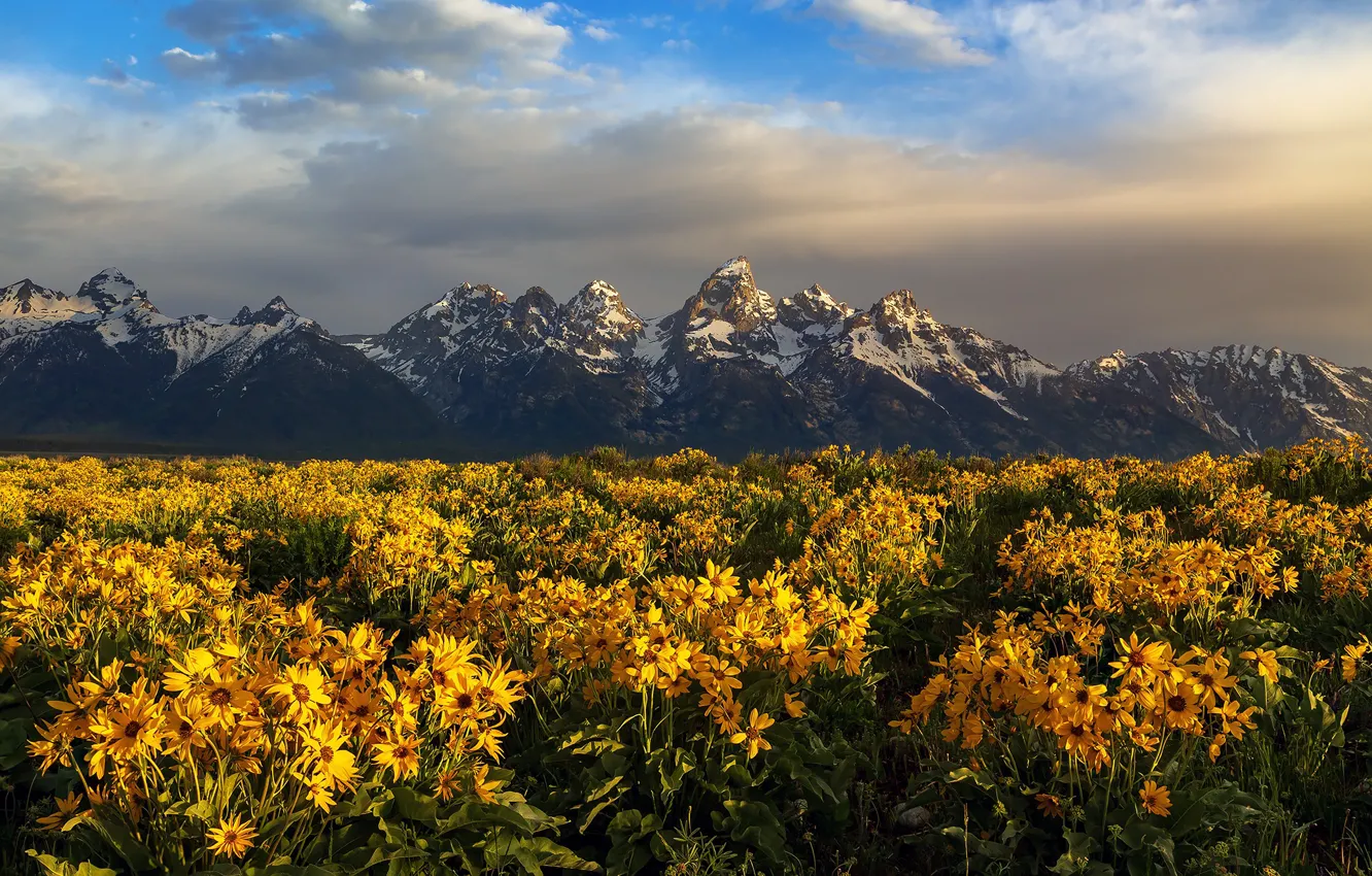 Photo wallpaper field, summer, flowers, mountains, yellow, the foothills