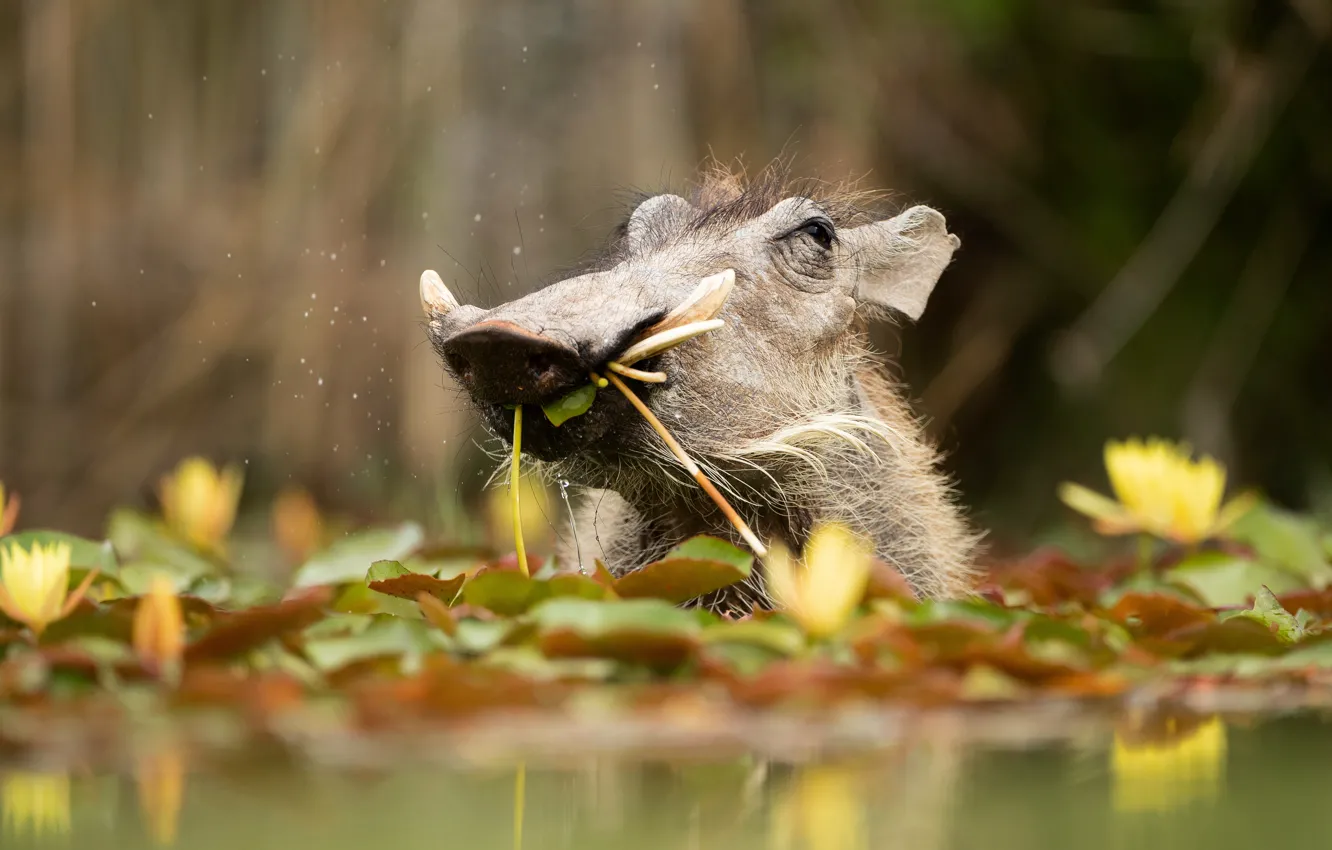 Photo wallpaper face, leaves, water, flowers, bathing, boar, water lilies, pond