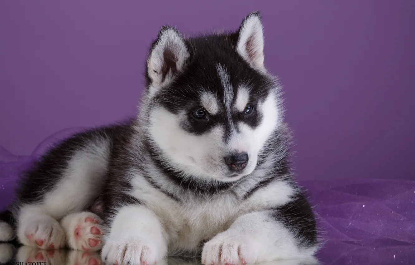 Photo wallpaper breed, puppy, husky