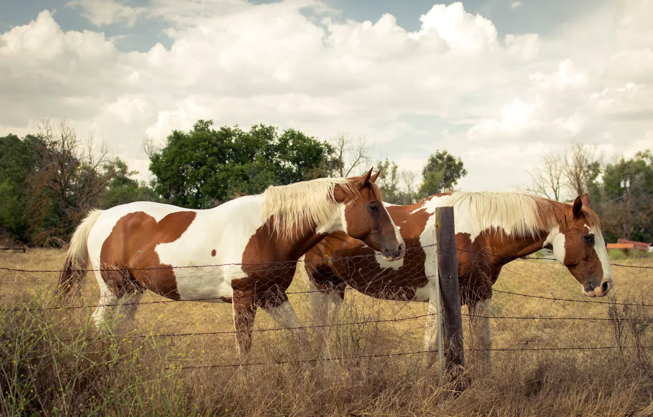 Photo wallpaper nature, the fence, horses, horse