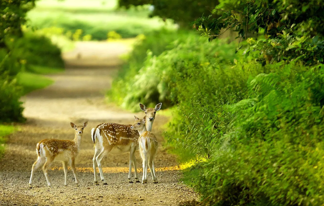 Photo wallpaper road, forest, summer, nature, animal, Lani