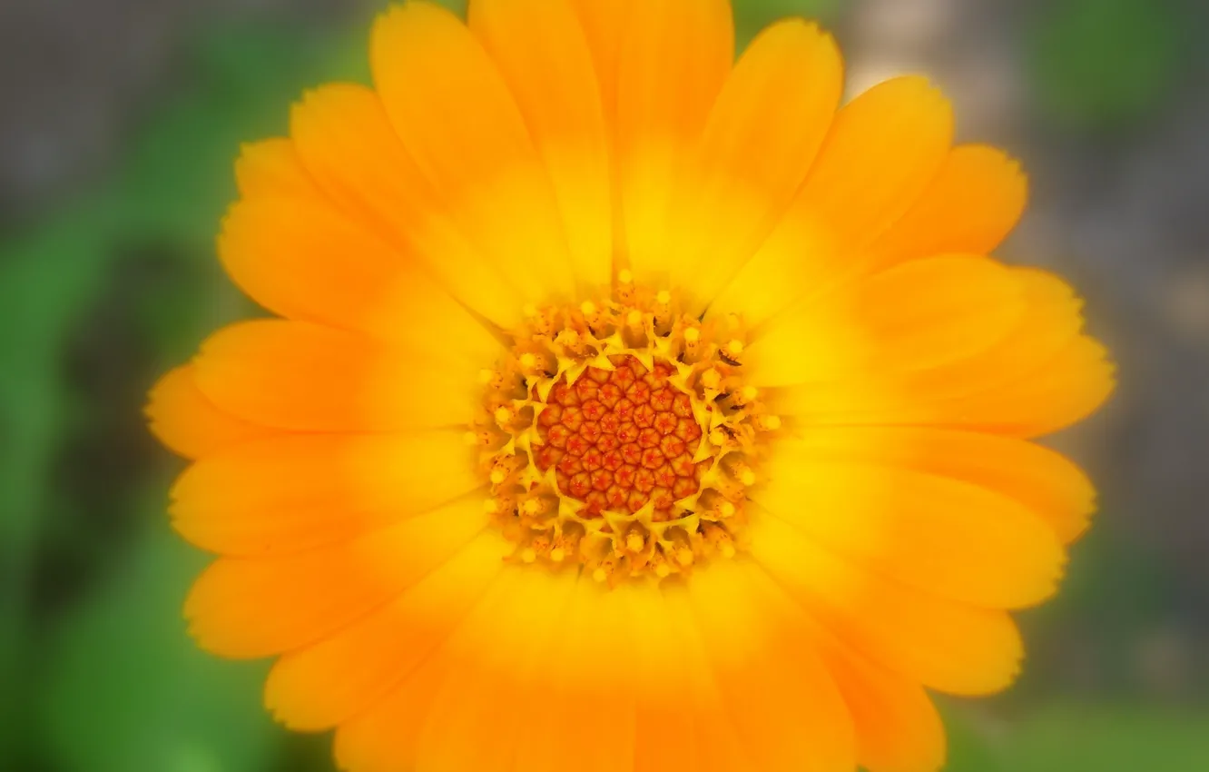 Photo wallpaper macro, flowers, calendula, Mamala ©