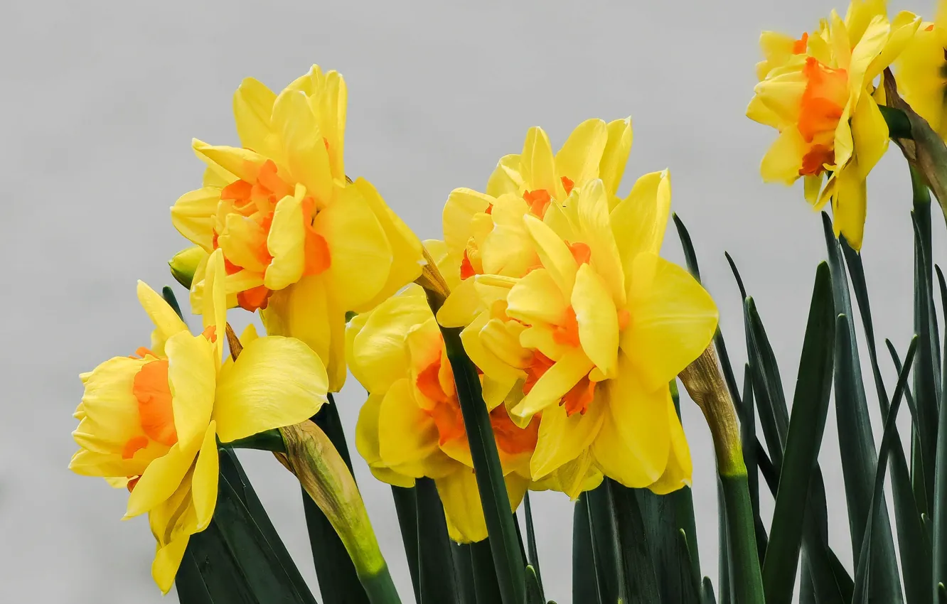 Photo wallpaper nature, spring, flowering, daffodils
