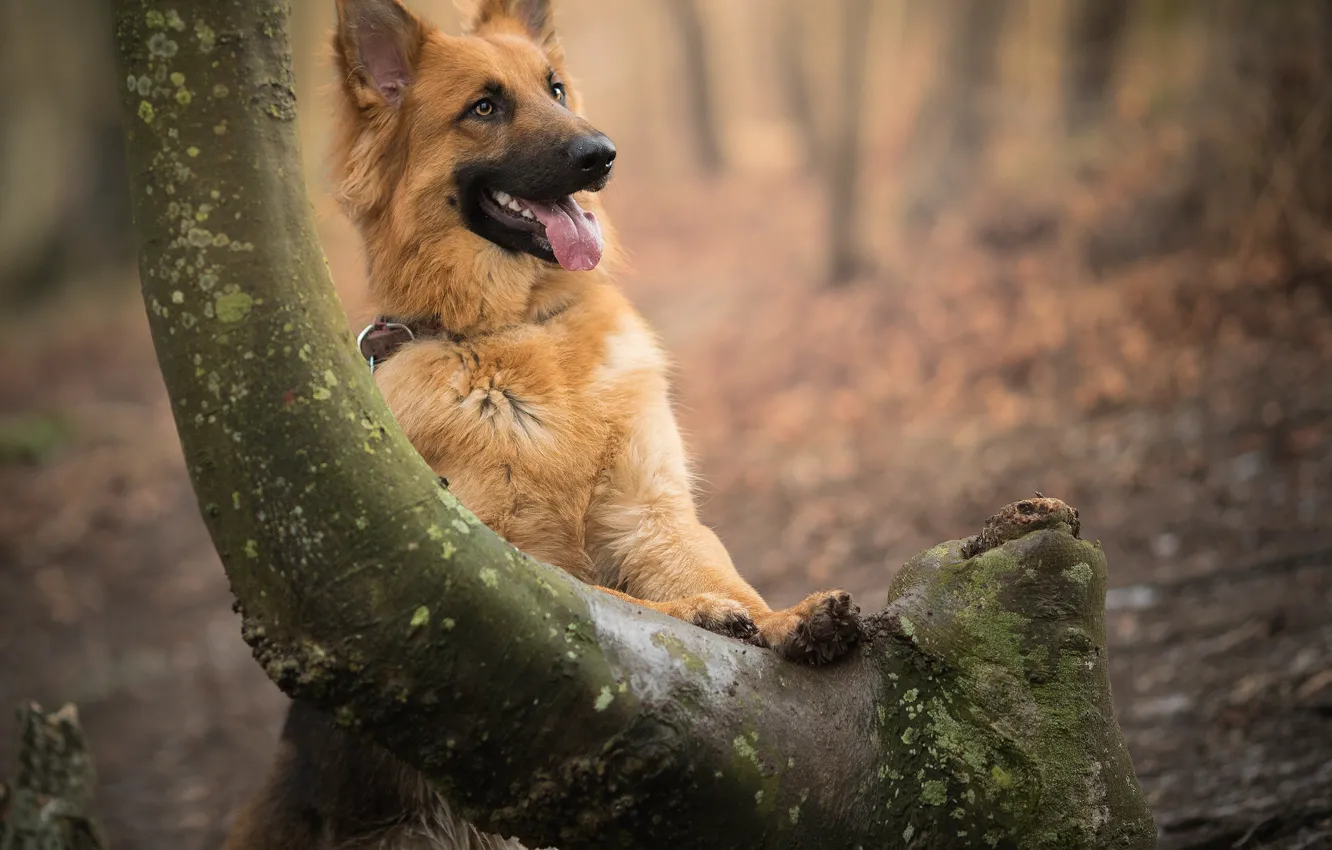 Photo wallpaper trees, dog, bokeh, shepherd