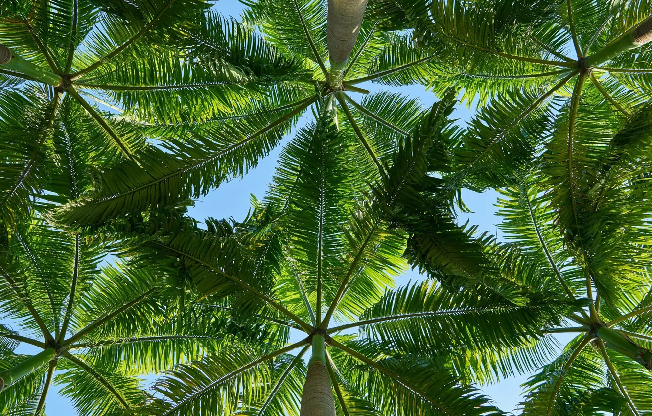 Photo wallpaper leaves, tropics, palm trees