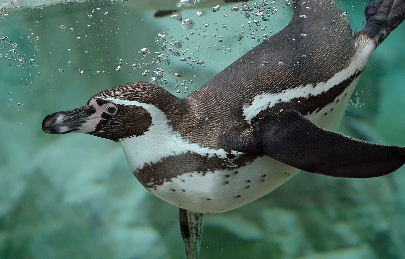 Photo wallpaper water, bubbles, penguins, swimmer, Humboldt Penguin