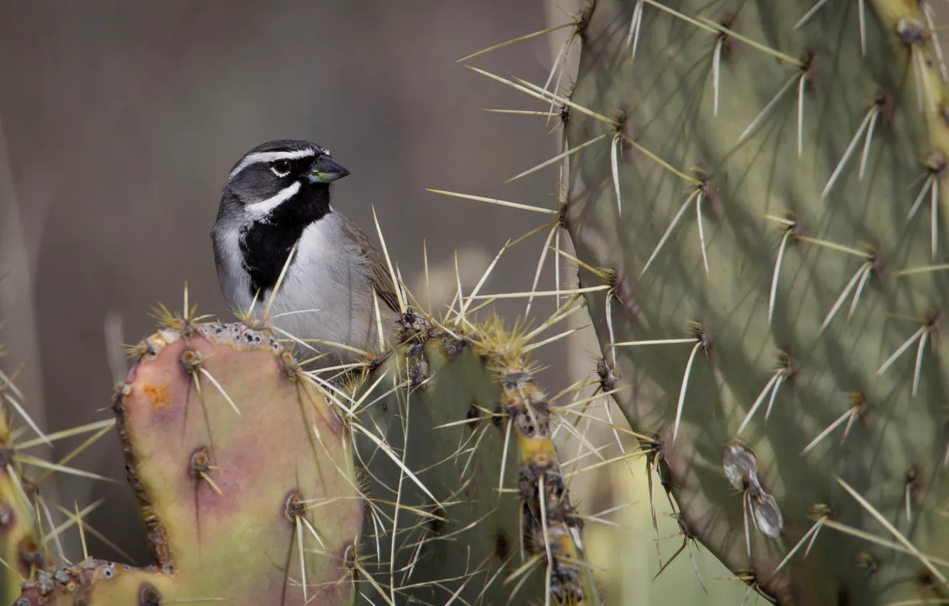 Photo wallpaper bird, cactus, desert oatmeal