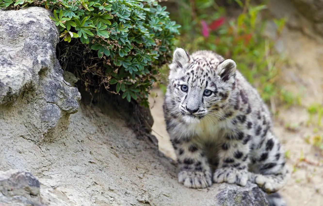 Photo wallpaper IRBIS, snow leopard, looks