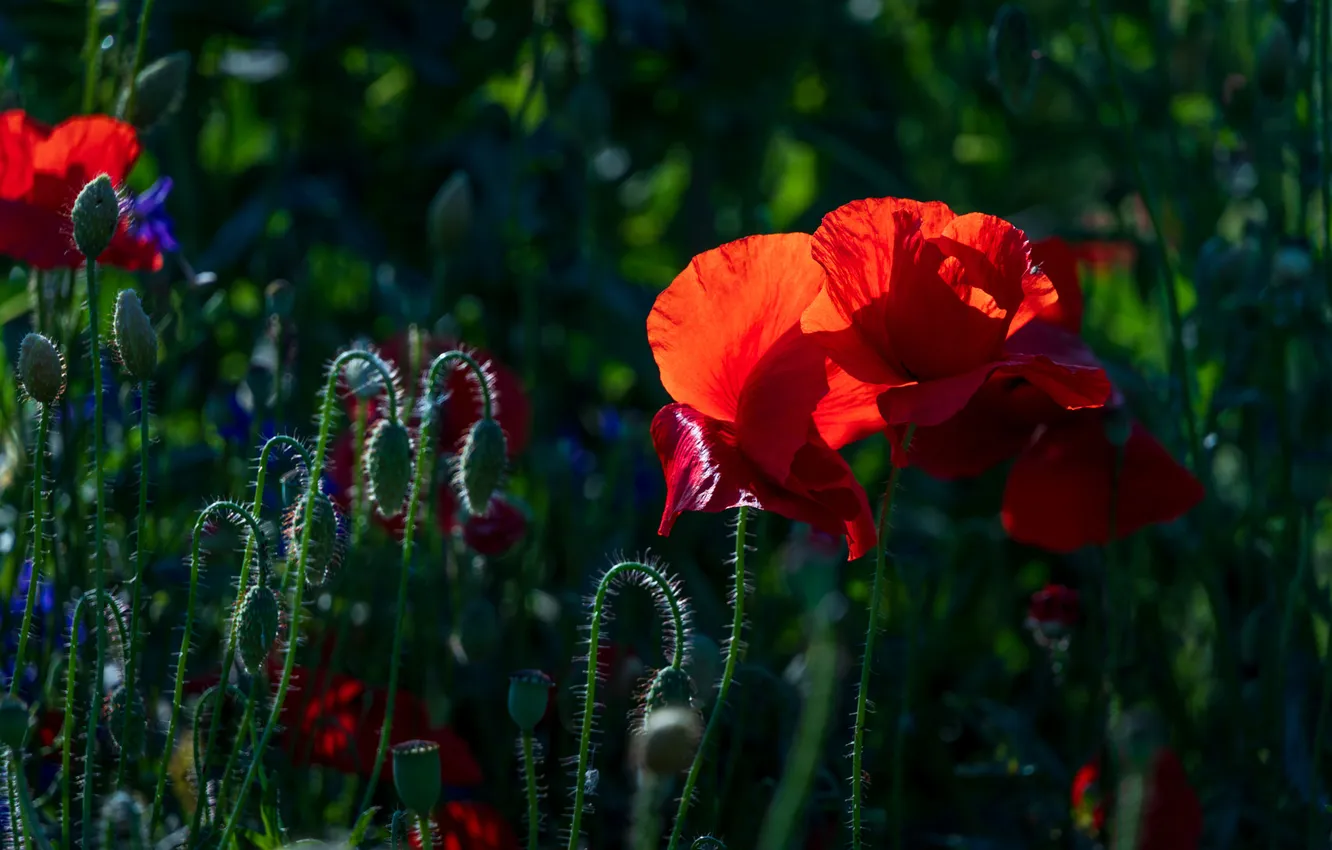 Photo wallpaper summer, light, flowers, red, the dark background, Maki, petals, garden