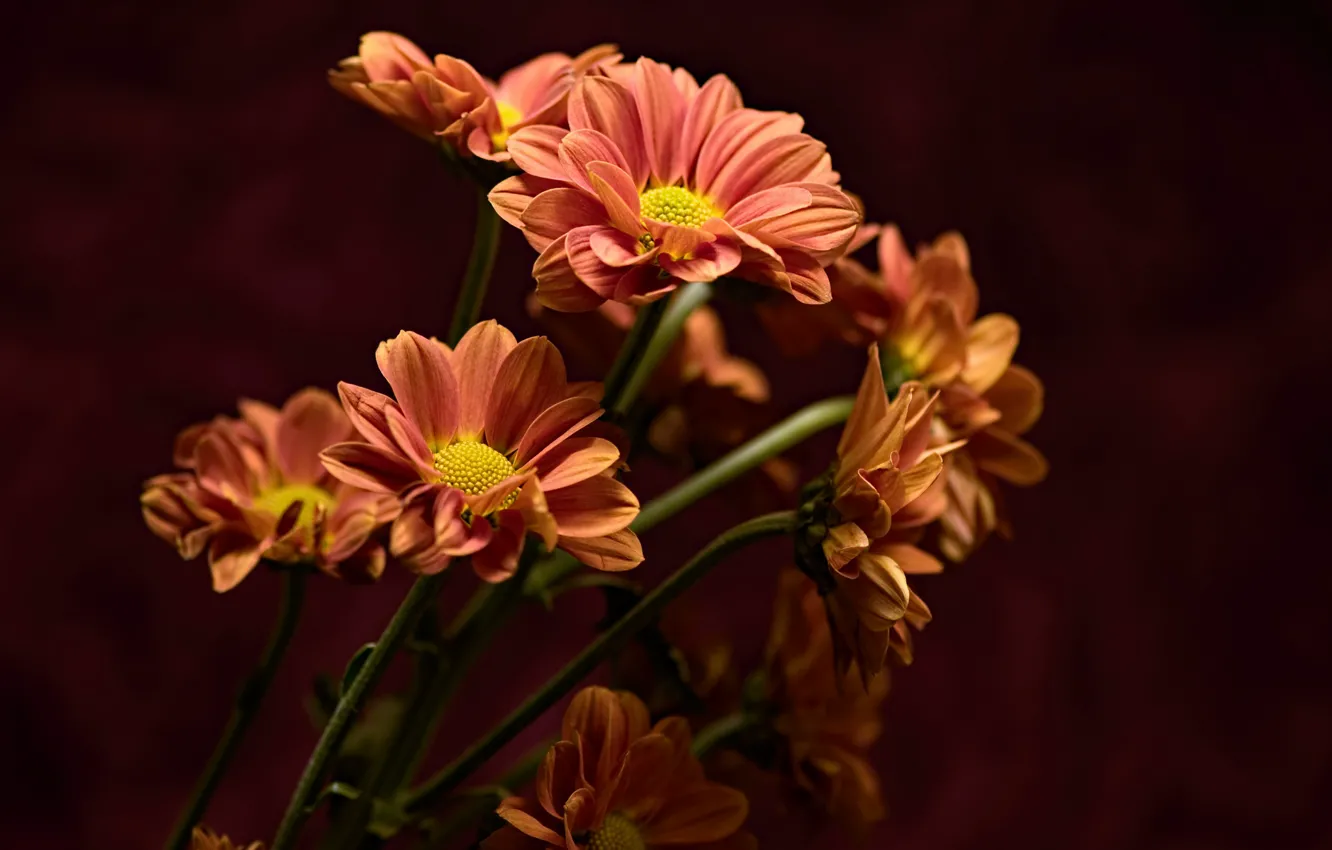 Photo wallpaper flowers, nature, background