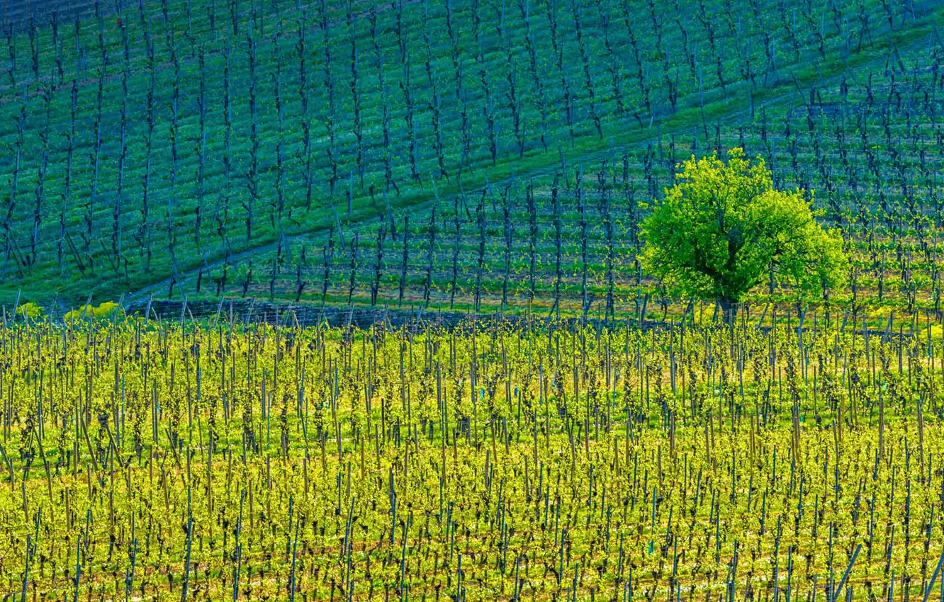 Photo wallpaper trees, paint, France, vineyard, Kientzheim