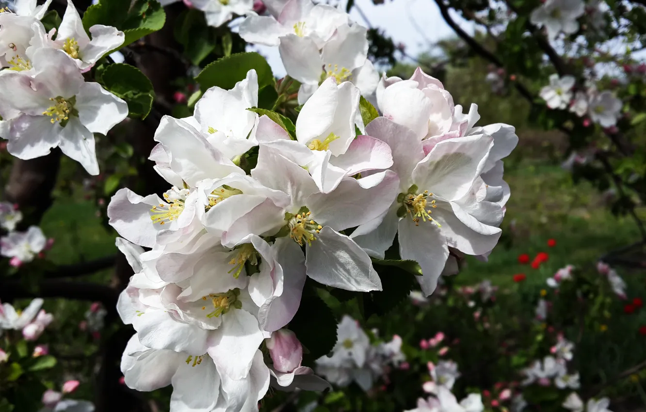 Photo wallpaper flowers, spring, stamens, Apple