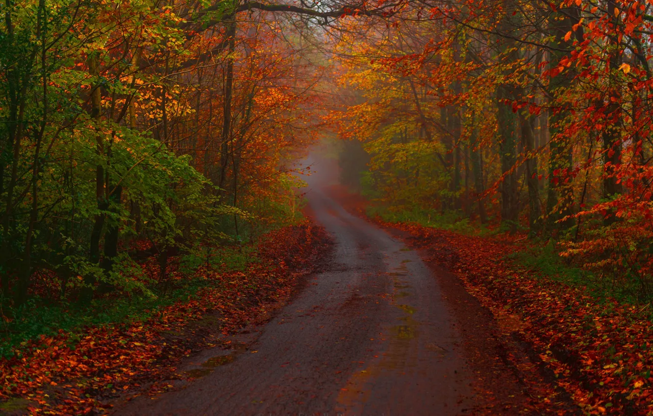 Photo wallpaper road, autumn, forest, trees, England