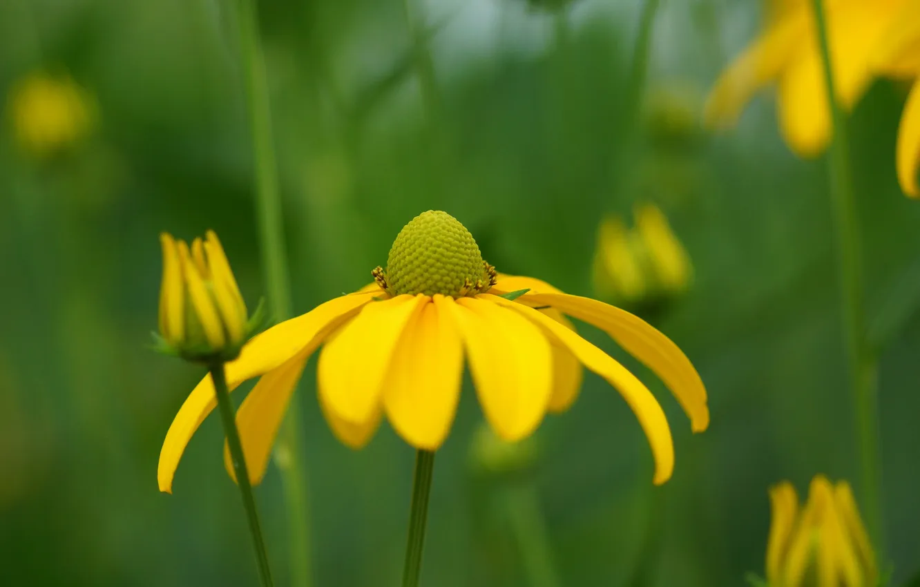 Photo wallpaper greens, macro, flowers, yellow, chamomile, buds