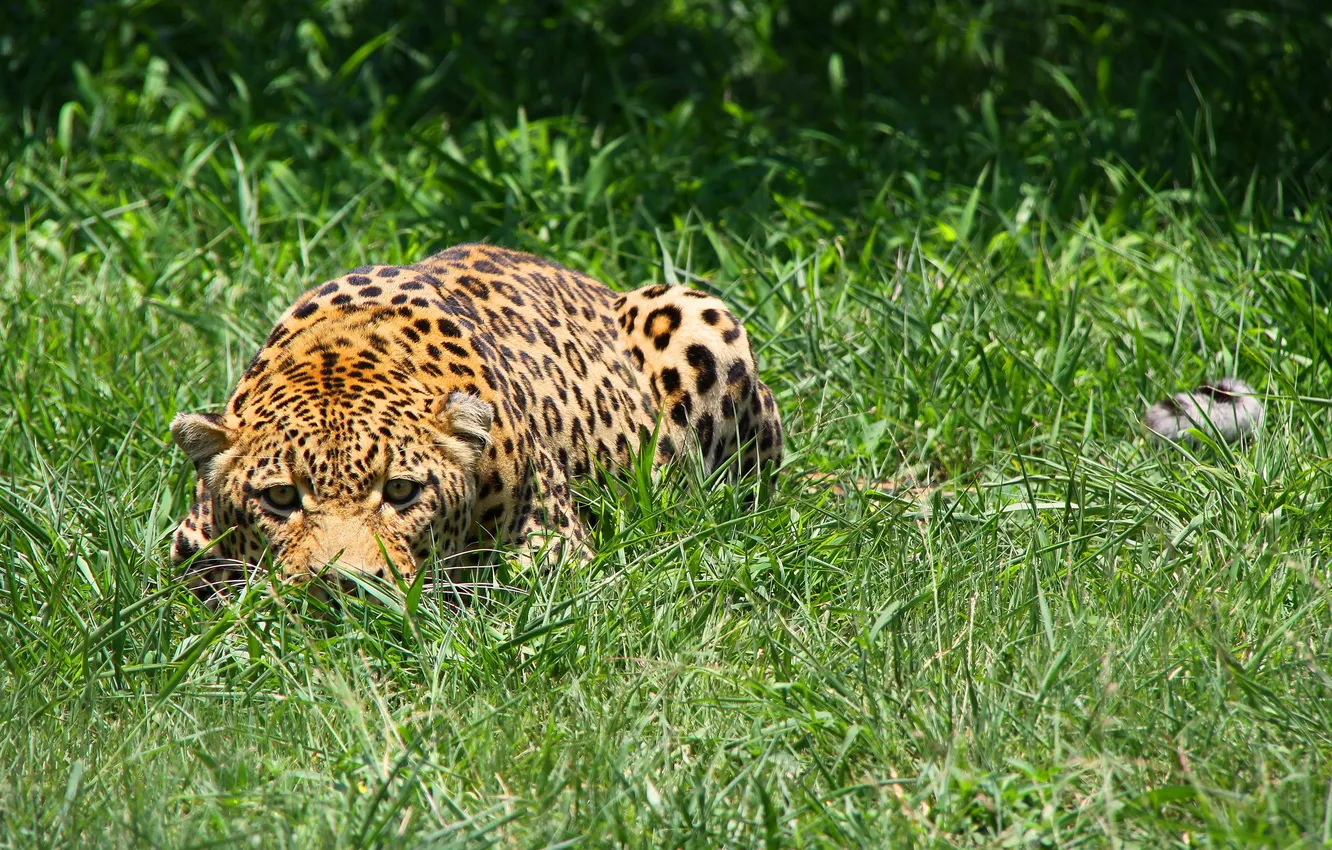 Photo wallpaper grass, face, predator, leopard, lurking