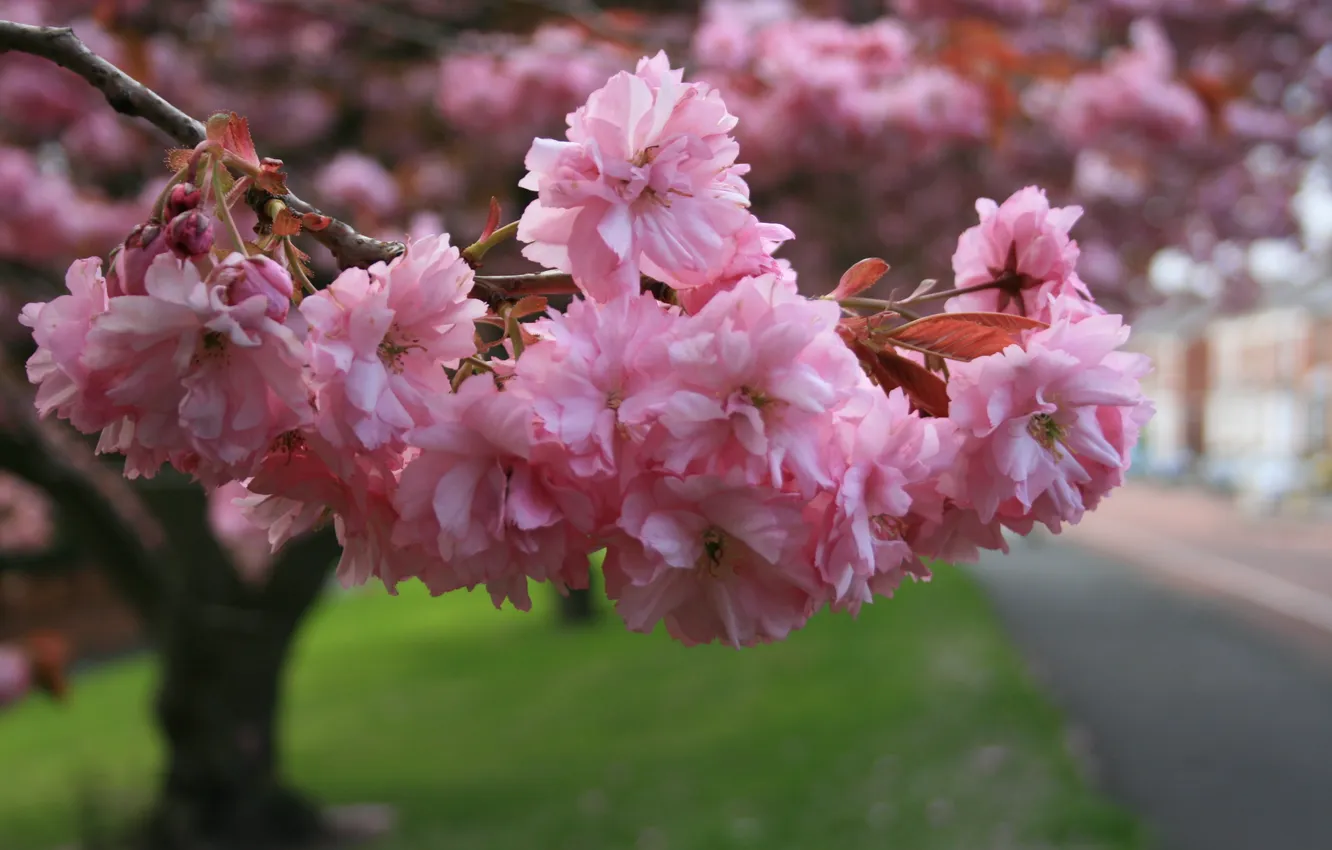 Photo wallpaper macro, Sakura, branch, flowering, pink flowers