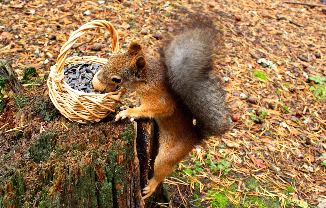 Photo wallpaper autumn, animals, nature, basket, stump, walnut, protein, needles