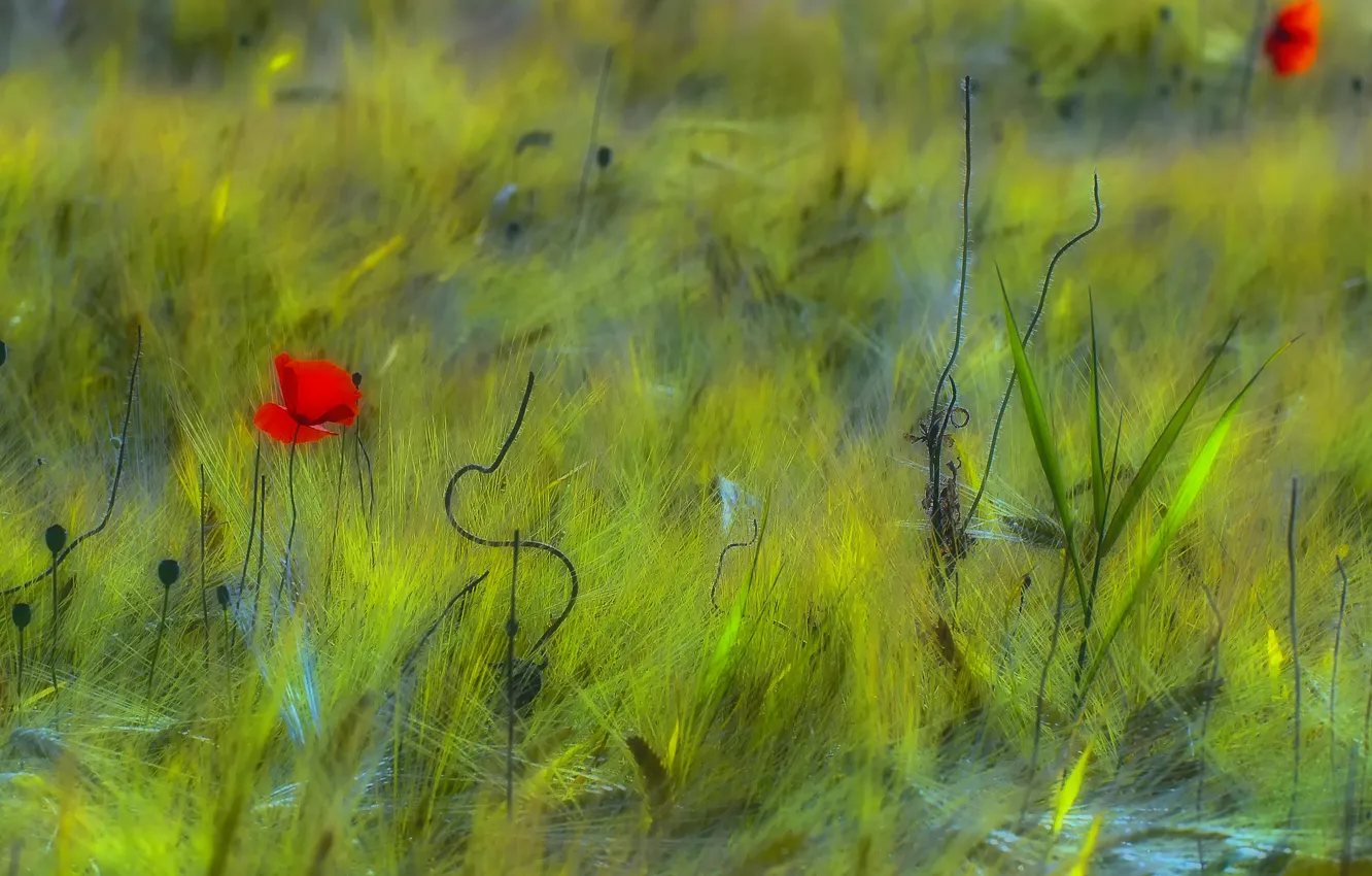 Photo wallpaper field, flowers, red, green, Maki
