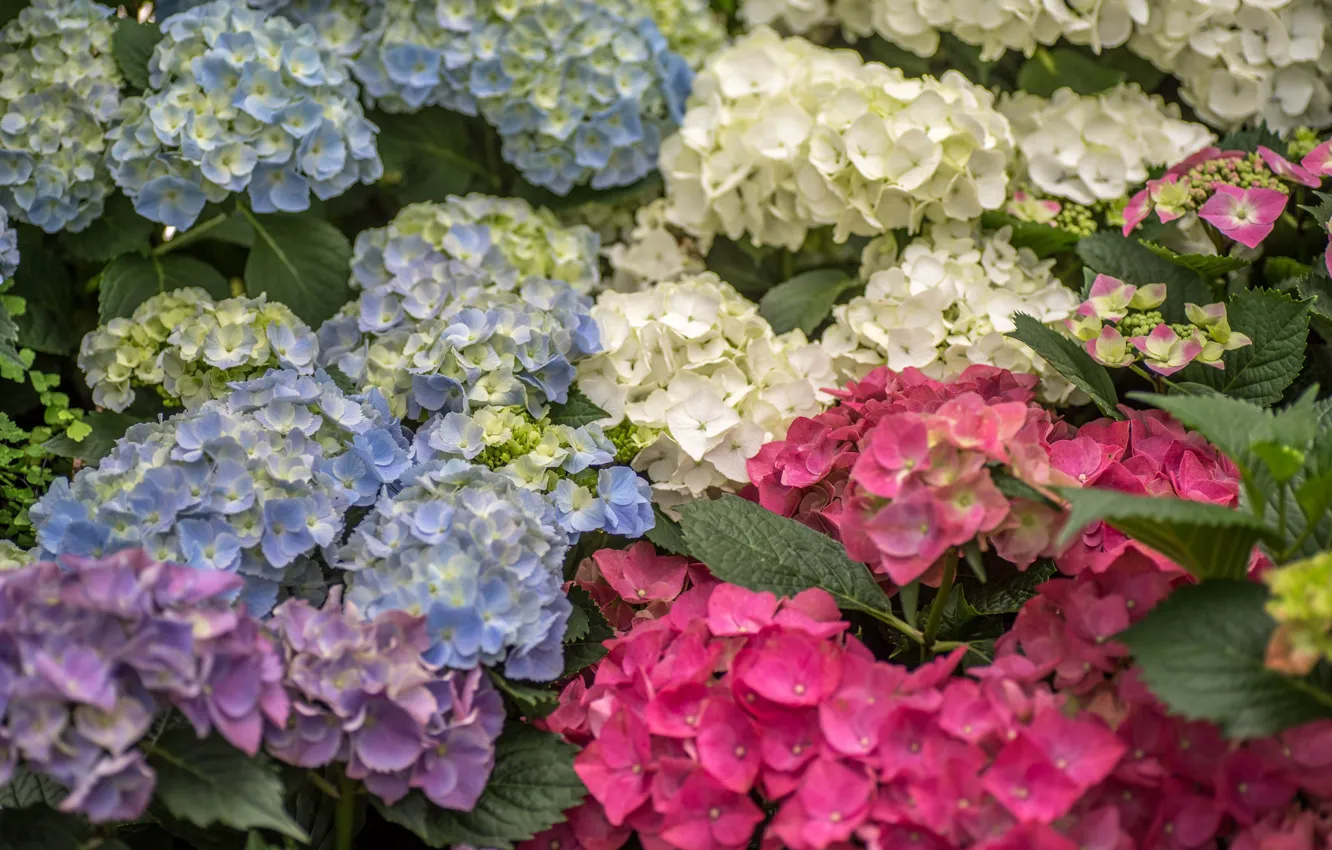 Photo wallpaper summer, flowers, nature, flowering, the bushes, hydrangea