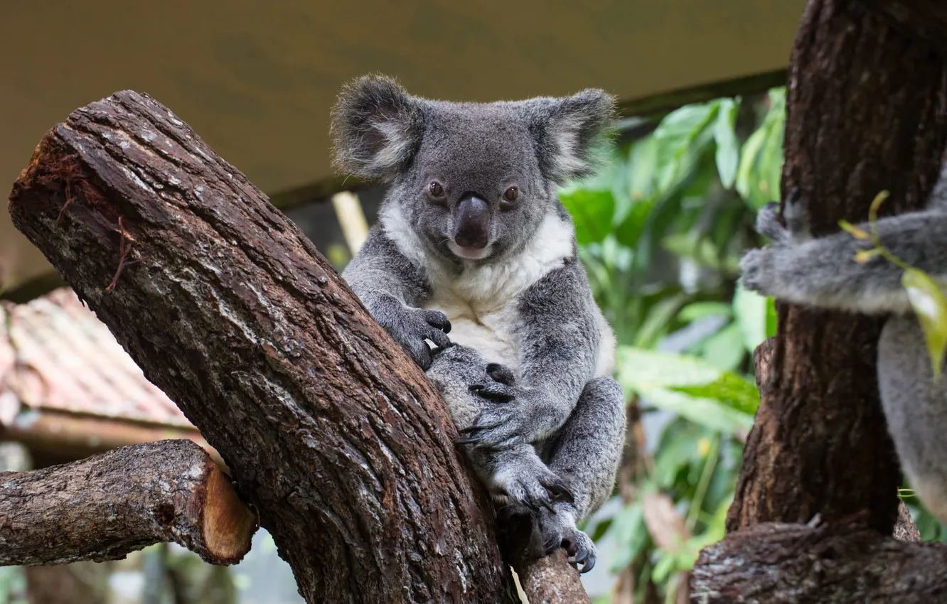 Photo wallpaper green, happy, grey, leaf, native, mammal, marsupial, koala