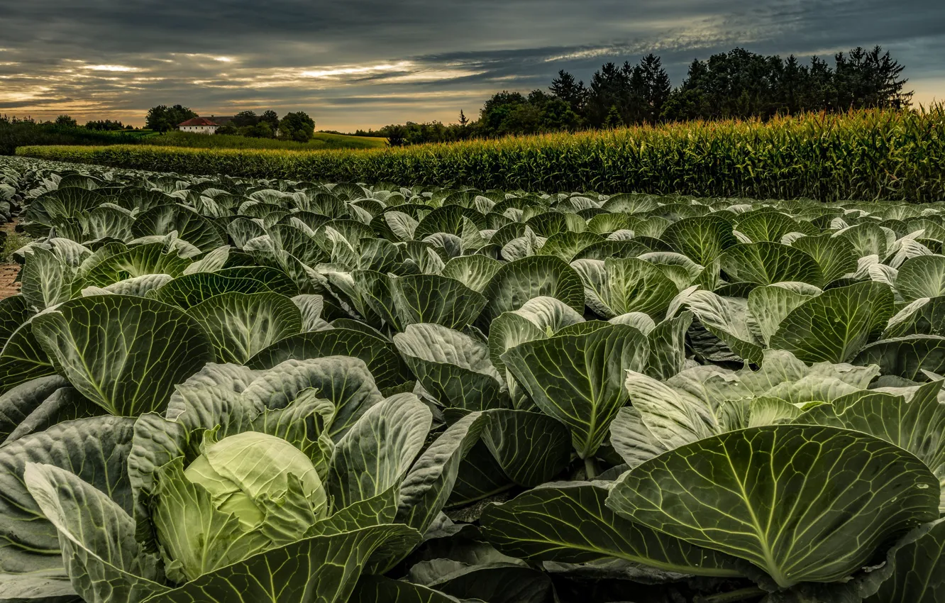 Photo wallpaper field, nature, cabbage