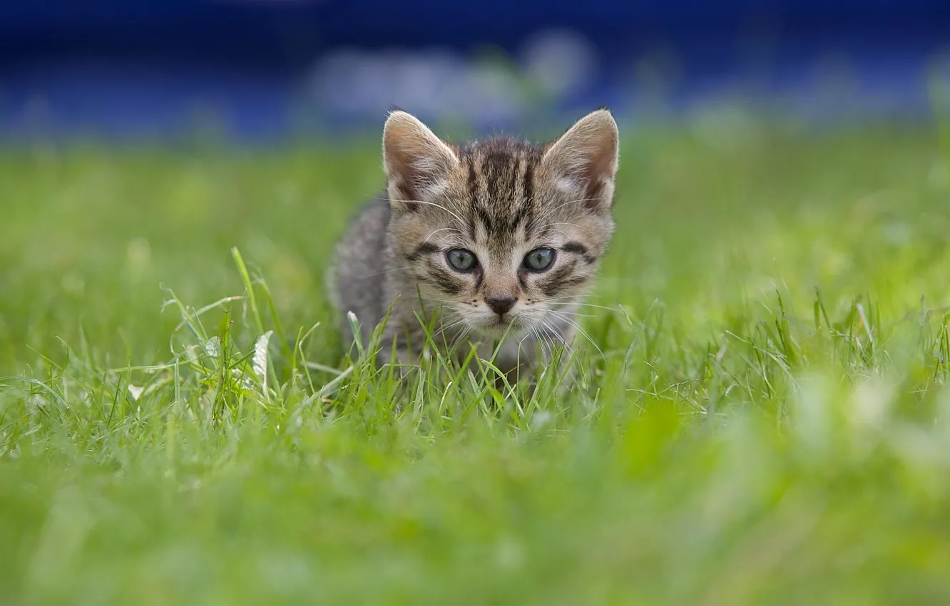 Photo wallpaper grass, kitty, grey, cat, baby