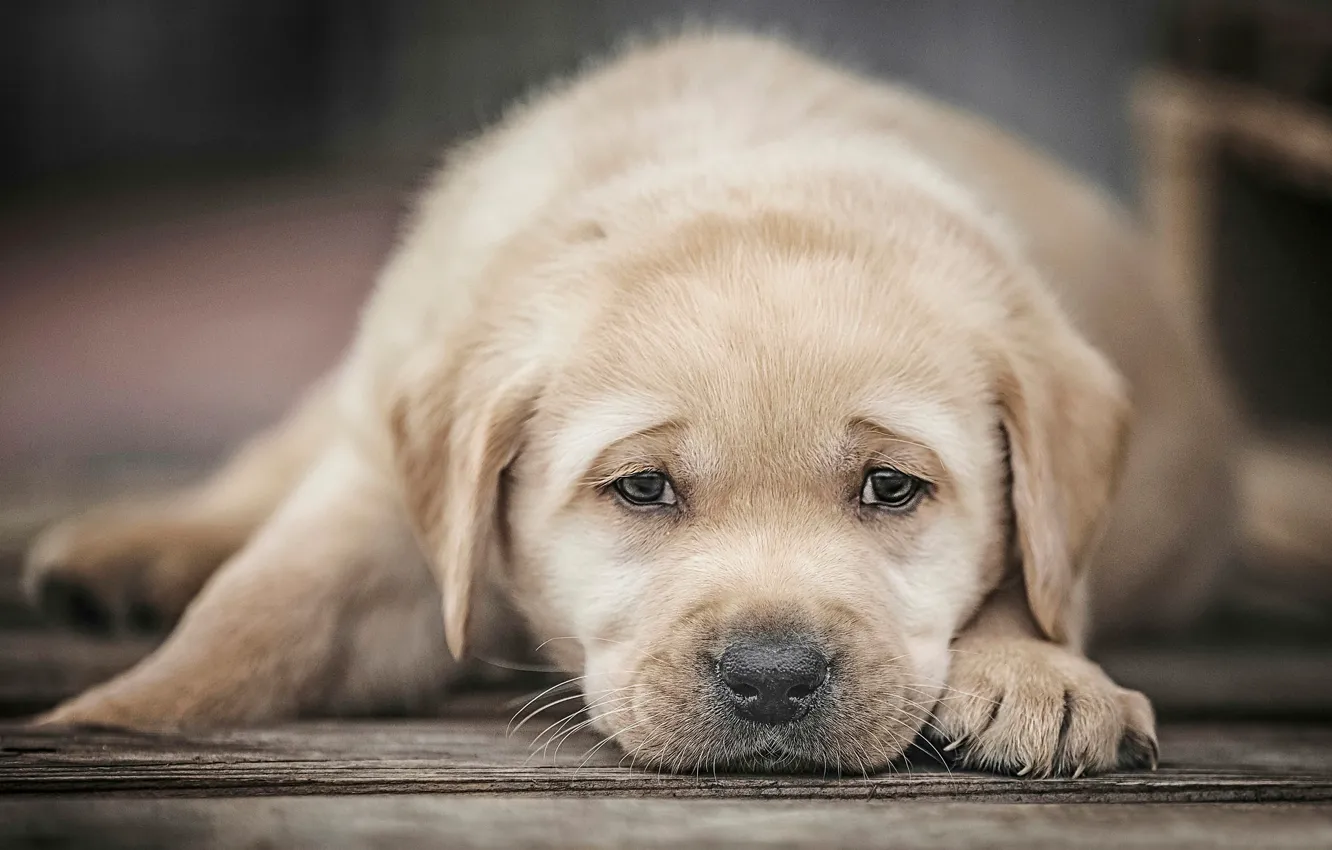 Photo wallpaper look, dog, puppy, face, Labrador Retriever