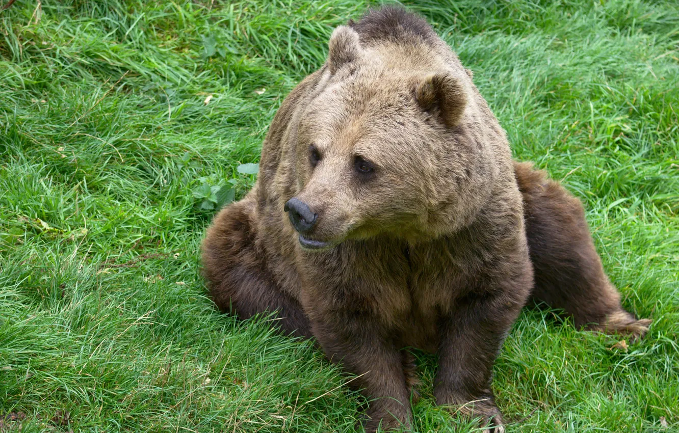 Photo wallpaper face, bear, beast