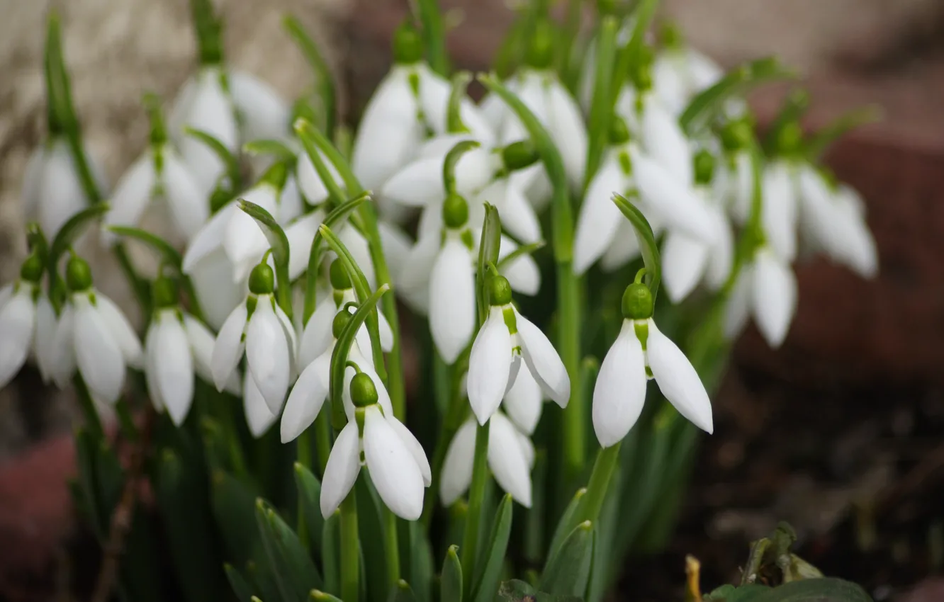 Photo wallpaper flowers, spring, snowdrops, white, a bunch