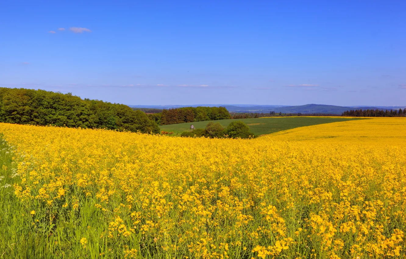 Photo wallpaper field, grass, trees, flowers, yellow, space