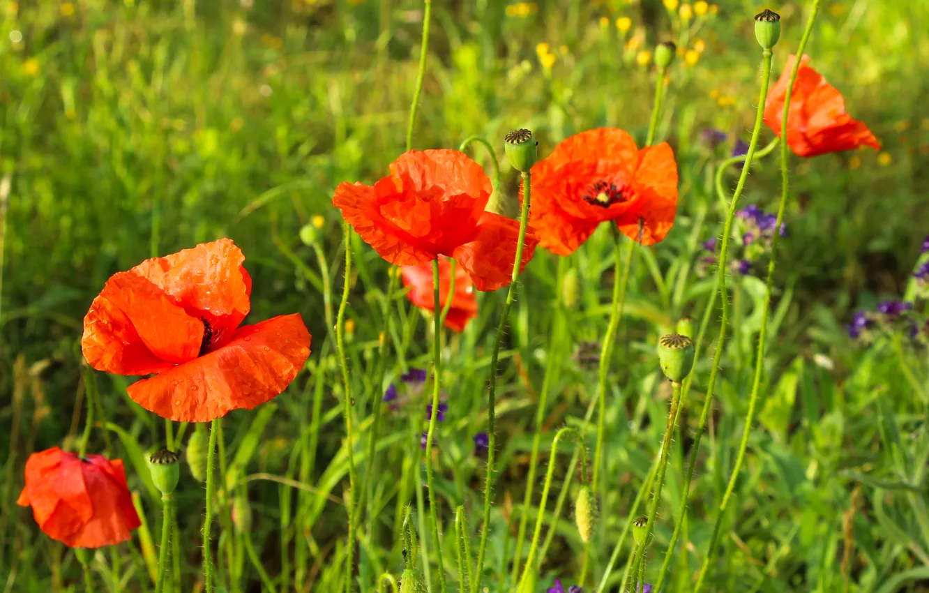 Photo wallpaper red, flower, poppy