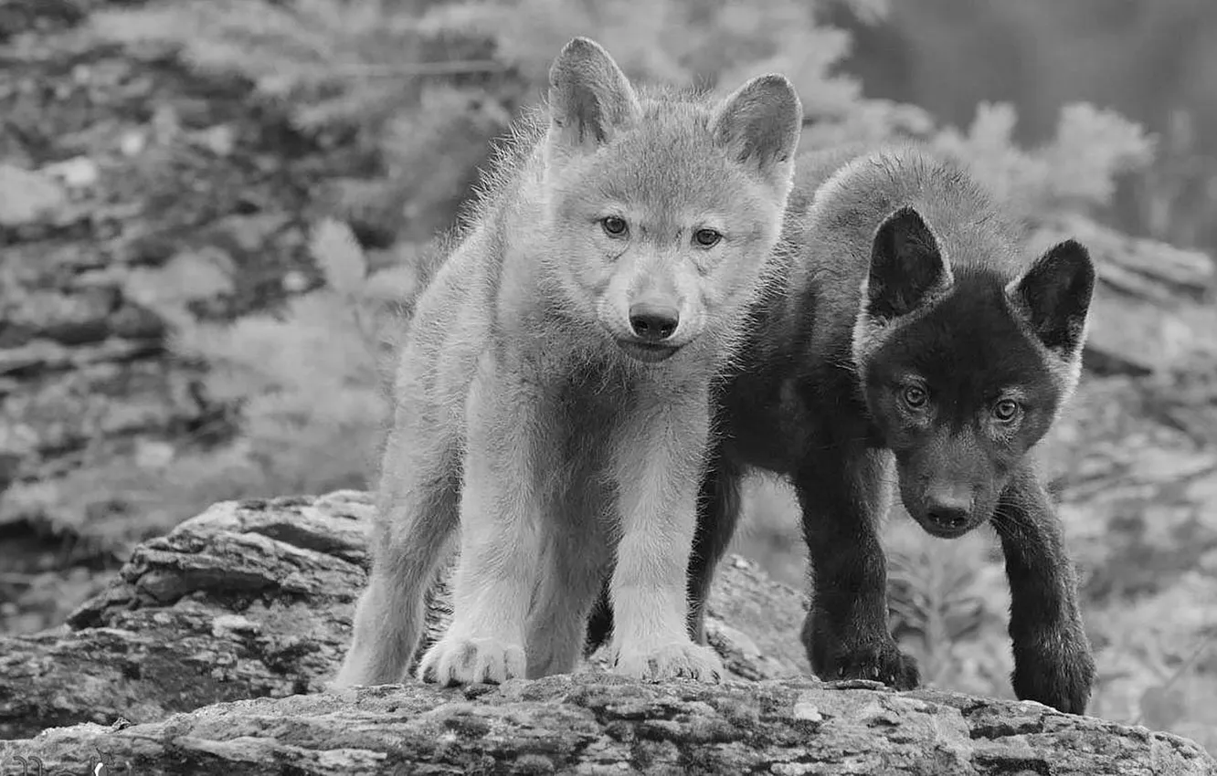 Photo wallpaper predator, wolf, portrait, pups, portrait., Canis lupus. face