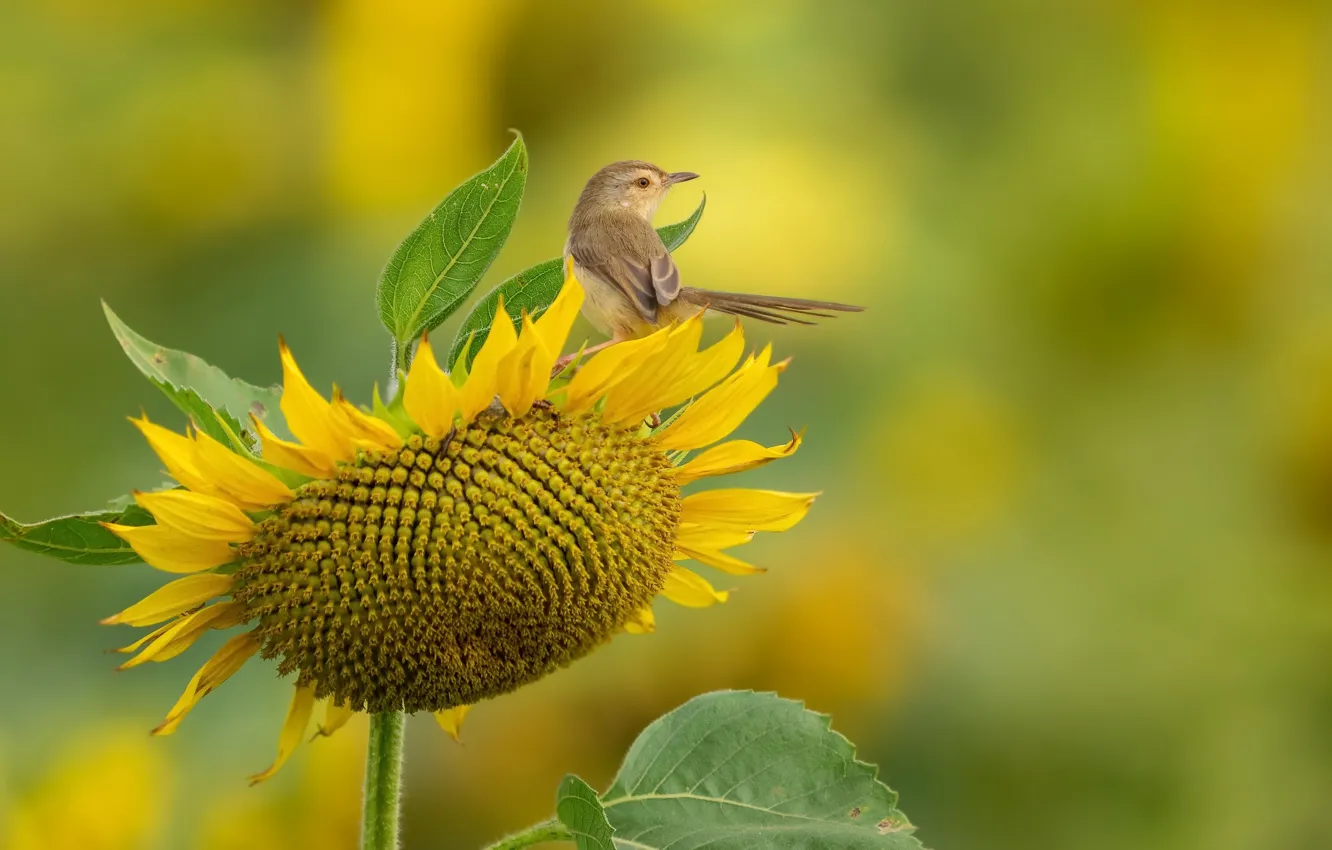 Photo wallpaper sunflowers, nature, bird